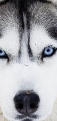 This stunning phone live wallpaper features a majestic dog with beautiful, piercing blue eyes - a perfect embodiment of the god of winter