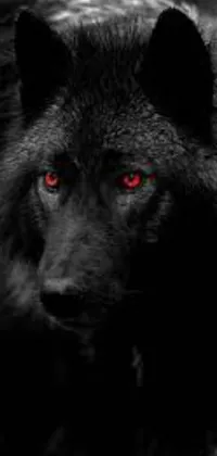 This black wolf live wallpaper features a detailed close-up of a powerful black wolf with glowing red eyes