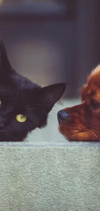 Enhance your phone's home screen with a captivating live wallpaper! This trendy 2019 photo features a piercing stare from a beautiful black cat locking eyes with a brown dog