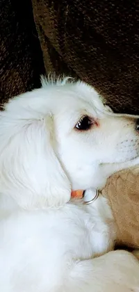 This phone live wallpaper features an adorable white puppy laying on top of a lap