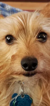 Get cozy with this adorable live wallpaper featuring a close-up of a Yorkshire Terrier cuddled up next to someone on a couch