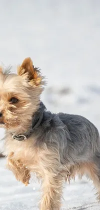 This phone live wallpaper features a charming Yorkshire Terrier, standing on snowflakes in a winter landscape
