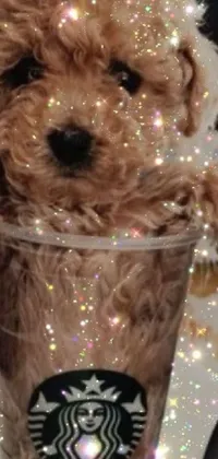 This phone live wallpaper showcases a charming, small brown dog sitting inside a Starbucks cup
