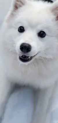 This phone live wallpaper features a cute white dog on a snowy ground