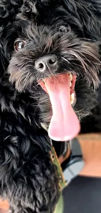 This phone live wallpaper features a photorealistic, highly-detailed close-up of a black Havanese dog in the arms of a happy person on Unsplash