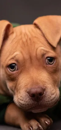 This live wallpaper showcases a lovely brown pitbull puppy in a green hooded jacket, relaxing on a couch