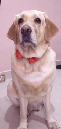 If you're a dog lover, then this phone live wallpaper featuring a lovable white Labrador retriever is just what you need! The wallpaper depicts an obese but extremely cute Lab, about 6 years old, sitting on the floor with a red bow tie around his neck