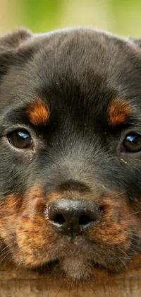This phone live wallpaper features a photorealistic close-up of a rottweiler firefighter peering over a fence with piercing blue eyes