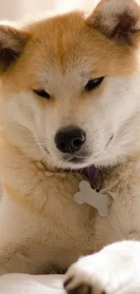 This phone live wallpaper features an eye-catching image of a dog laying comfortably on a bed, designed in a stunning Shiba Kōkan and Shin Hanga-inspired style