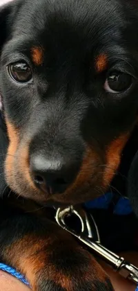 This phone live wallpaper depicts a lifelike portrait of a dachshund with an innocent look