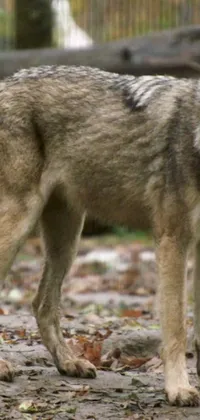 Carnivore Dog Snout Live Wallpaper