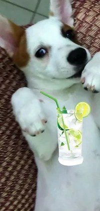 This mobile live wallpaper depicts a delightful lemonade-sipping Jack Russel dog playing on its back