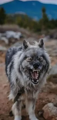 The gray and white dog live wallpaper features an alpha wolf head with dark gray hairs
