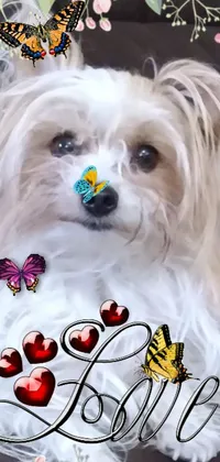 This lively live wallpaper showcases a sweet white dog with a colorful butterfly perched onto its nose, rendered in a playful chibi style