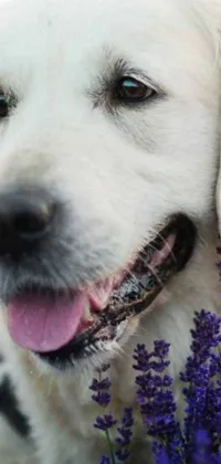 This phone live wallpaper features a close up of a sweet dog, a blonde Labrador retriever, sitting in a lush field of lavender and blush flowers