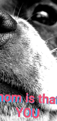 Add some pizazz to your phone display with this sleek black and white live wallpaper featuring a dog's nose
