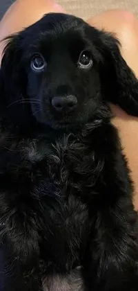 This live smartphone wallpaper showcases a black and blue visual of a person holding an adorable puppy, with the canine peacefully laying down in their arms
