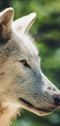 This live wallpaper features a captivating close-up of a wolf's face standing amidst a lush forest, making it a stunning addition to your phone's background