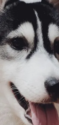 Decorate your phone screen with an eye-catching live wallpaper that features a close-up of a lovable husky with its tongue playfully sticking out