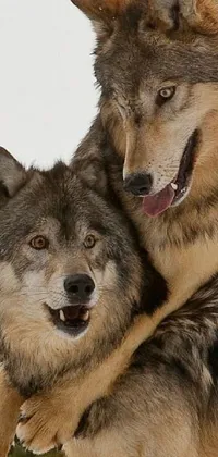 This live wallpaper features two majestic wolves standing side by side, basking in the light of a full moon