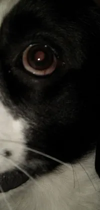 This phone live wallpaper showcases a black and white dog with big pink eyes in a surreal and quirky Dada-inspired landscape
