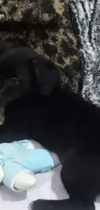 This live wallpaper for your phone features a charming scene of a black dog lounging on a bed alongside a cute stuffed animal