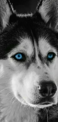 This mobile wallpaper showcases a stunning close-up of a dog with piercing blue eyes in black and white colors