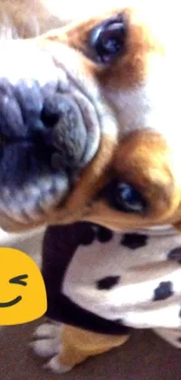 This lively phone wallpaper boasts a close-up of a charming dog wearing a stylish Instagram shirt, with a dashing black spot over the left eye