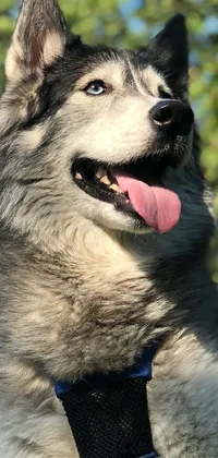 This live wallpaper showcases a close-up of an adorable husky dog wearing a shiny collar in shades of blue and grey