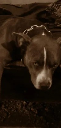 This live phone wallpaper features a black and white photo of a distressed dog on a bed with pits and sots art influences