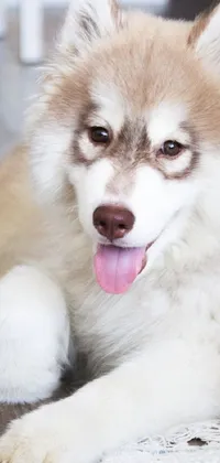 This adorable phone live wallpaper features a husky dog lying on the ground, with a cute and playful expression
