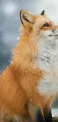 This phone live wallpaper features a stunning winter portrait of a fox sitting in the snow, looking up