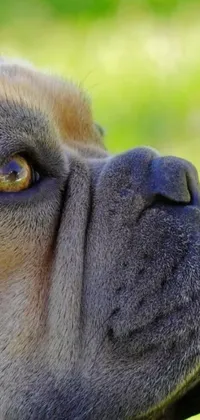 This delightful phone live wallpaper displays an up-close profile of a dog's face set against a backdrop of lush green grass