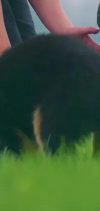 This live wallpaper is a stunning depiction of a human petting a friendly dog amid lush green grass