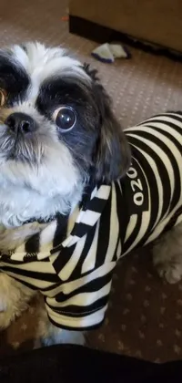Looking for a quirky and playful live wallpaper for your phone? Look no further than this black and white dog design! Featuring a charming pup sporting a shirt and a distinctive stripe over its eye, this wallpaper is sure to delight animal lovers and black and white photography enthusiasts alike