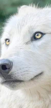 This live wallpaper features a close-up of a content white dog with yellow eyes