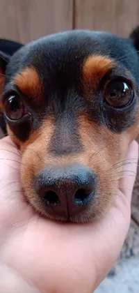 This captivating live wallpaper features a stunning close-up of a adorable Russian Brown Toy Terrier, with its dark doe eyes and chiroptera nose stealing your heart