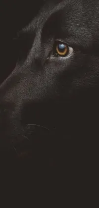 This live wallpaper for your phone boasts a striking close-up of a black dog's face, capturing its intense and piercing eyes as well as the smooth black fur that surrounds it against a black background