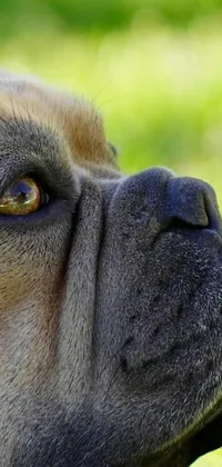 Get cozy with a lifelike phone live wallpaper featuring a close-up of a dog's face with grass in the backdrop