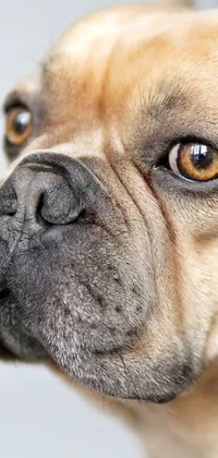 This phone live wallpaper features a photorealistic close-up of a French Bulldog's face