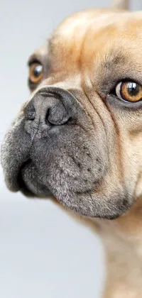 This phone live wallpaper boasts a charming closeup of a French bulldog's expressive face against a blurred backdrop
