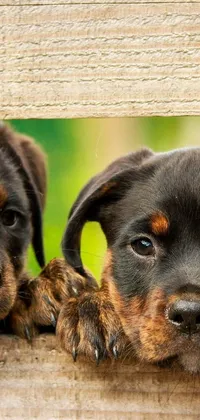 This live wallpaper features two adorable puppies in black and brown colors peeking over a wooden fence