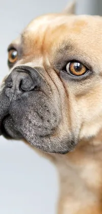 Elevate your phone's aesthetic with an ultra-HD live wallpaper of a French Bulldog