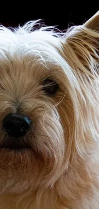 This live phone wallpaper features a beautiful dog with blonde shaggy hair and a prominent scar on its nose