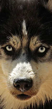 This phone live wallpaper features a stunning close-up of an animal, gazing directly at the camera