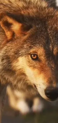Adorn your phone screen with a breathtaking live wallpaper of a wolf, captured in photorealistic detail and set against a beautifully blurry background to enhance its ferocity