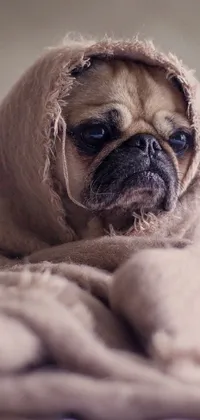 This live wallpaper for your phone features a delightful image of a small dog wrapped in a cozy blanket, curled up on a bed