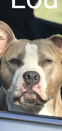 This live phone wallpaper showcases a pitbull sticking its head out of a car window