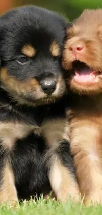 This stunning phone live wallpaper features two playful puppies sitting on a lush green field