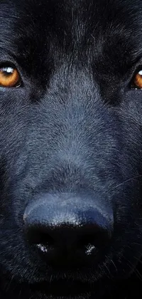 Add a striking element to your phone with this live wallpaper of a close-up portrait of a black dog